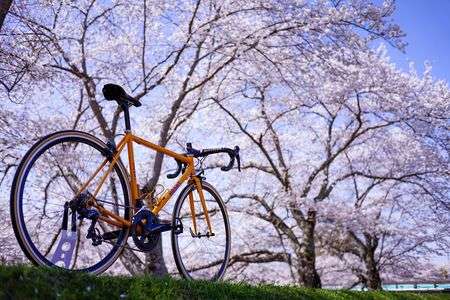 さくらと自転車