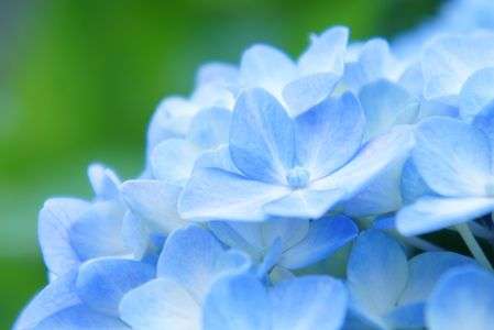 ブルーのあじさい
