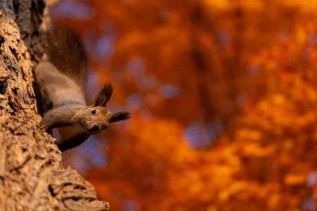 赤・橙・黄　時々白い秋