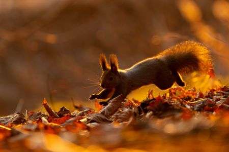 雪降る前に急げ～