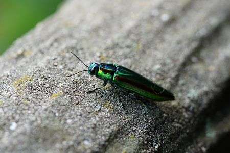 【SR】タマムシ