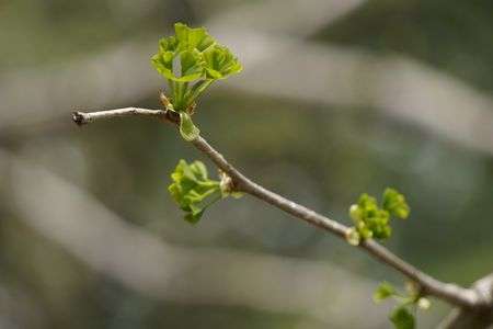 若葉の花が咲きました。
