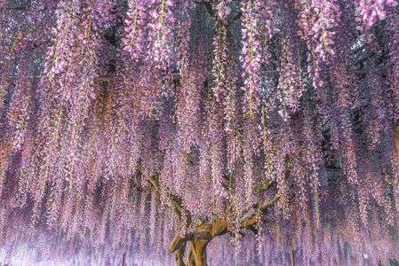 wisteria