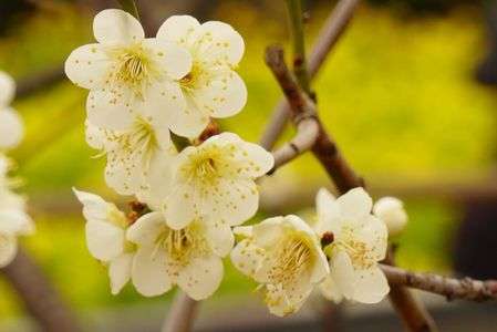 梅と菜の花