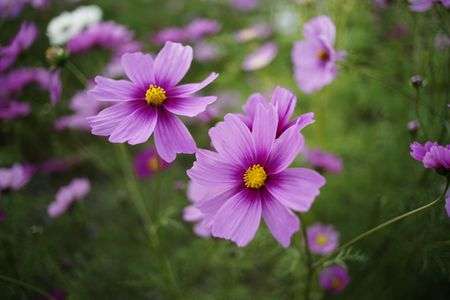 イングランドの丘のコスモス