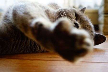 カメラを止めろにゃ！=(^.^)=