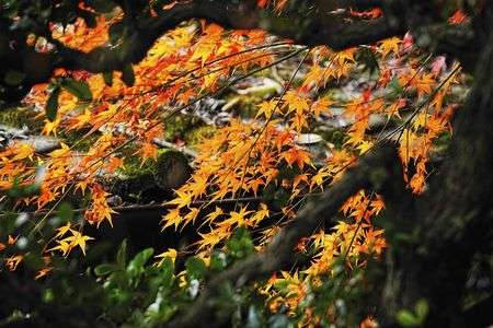 屋根瓦に苔　外は紅葉
