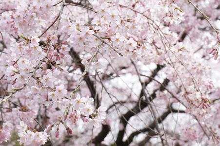 枝垂れ桜