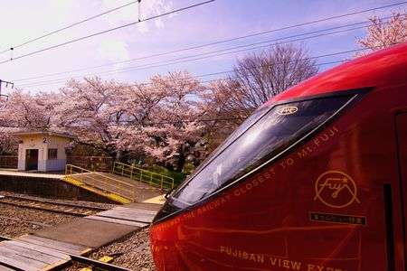 桜を撮影してたら突然！