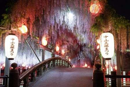 中山の大藤 ライトアップ