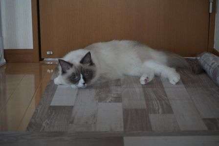 ラグドールのニコです。