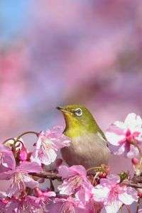 めじろの朝ごはん#メジロ#