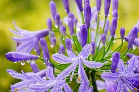 アガパンサス２