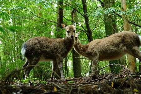 屋久鹿