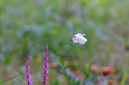 モンシロチョウふわり