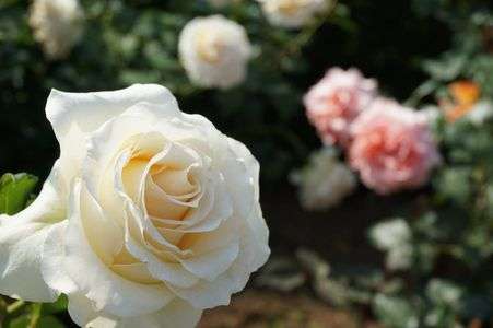 新宿御苑の薔薇