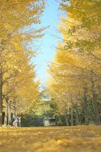 黄色い道のその先