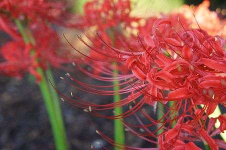 彼岸花🌼　（遅くなってしまったけど。。。）