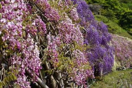 藤の隧道、