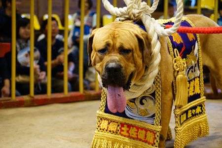 横綱の土俵入り