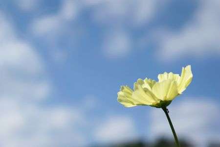 コスモスと君と。