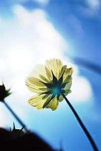 おひさまのほうへ。