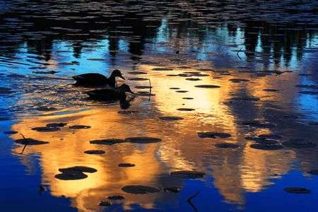 とある池を訪れて。