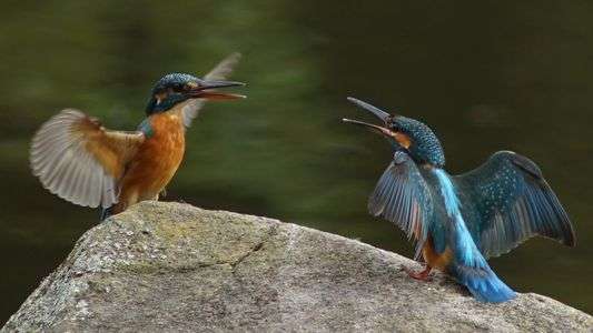 #カワセミ# 求愛中