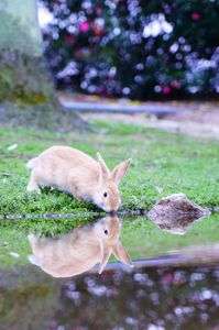 顔を見ながら水を飲む野生のうさぎさん