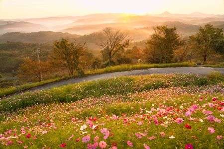 雲海と朝日とコスモス