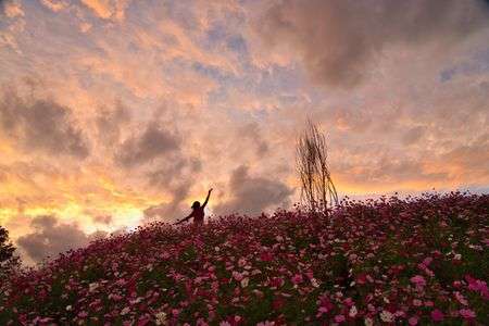 満開のコスモスと夕焼け