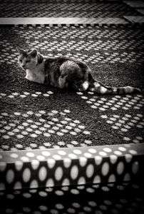 polka dot ○●○●○