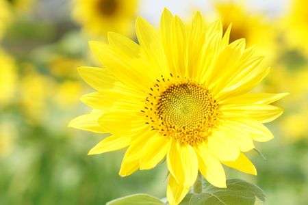 大地への贈り物