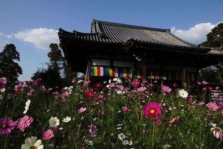 コスモスの咲くお寺