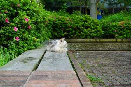 ノラ猫さん撮り放題