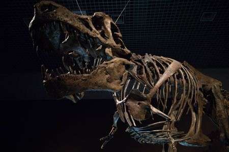 ティラノサウルス「スー」