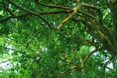 木々と向き合う