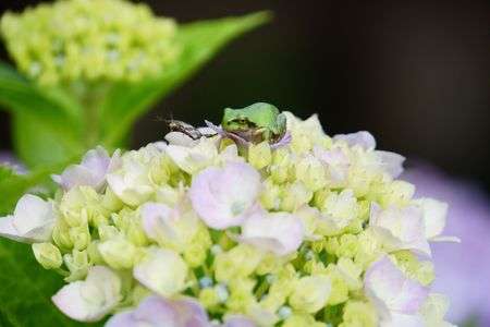 紫陽花の上で