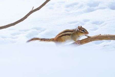 αcafe体験会 講師と行く ～円山公園で鳥/リス/風景を撮る～
