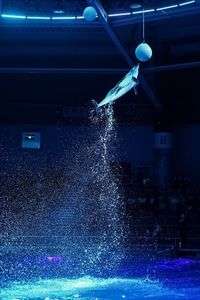 ドルフィン・ジャンプアタック