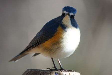 ロックン　ローラー　♪♪♪