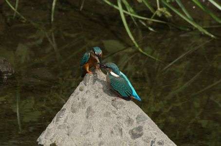 祝！　　一番子