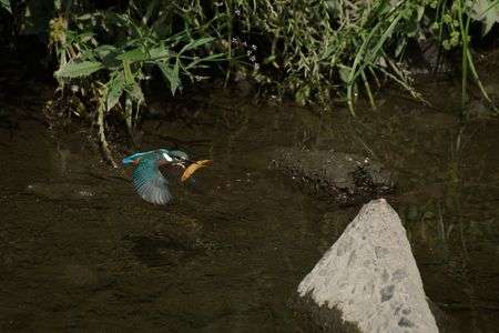 若はベジタリアン！