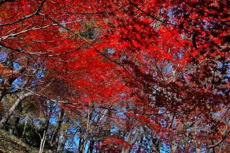 秋を探しているんだ　嬢～　！！！