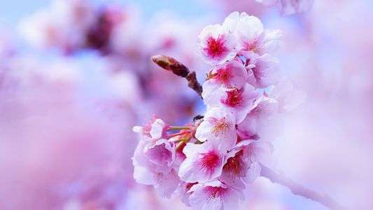 寒桜　新宿御苑にて