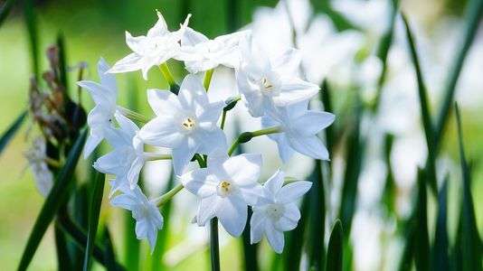 ペーパーホワイト（水仙）　新宿御苑にて