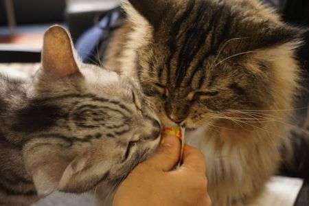 チュール大好き！