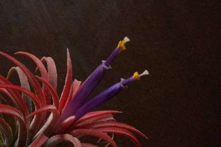 エアープランツ