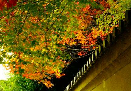 下鴨神社の紅葉