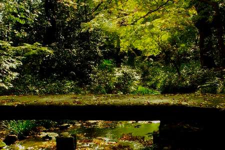 初秋の「糺の森」